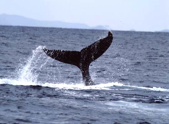  Хвост кита. Атлантика, 2011 год.  Фото А. Кузнецова